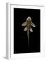 Fish Spotted Sailfin Pleco-null-Framed Premium Photographic Print