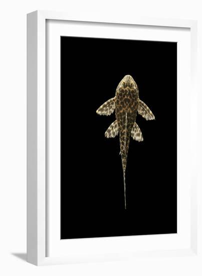 Fish Spotted Sailfin Pleco-null-Framed Photographic Print