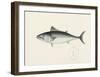 Fish Study in Blue and Grey-Oriental School -Framed Premium Giclee Print