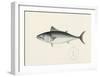 Fish Study in Blue and Grey-Oriental School -Framed Premium Giclee Print