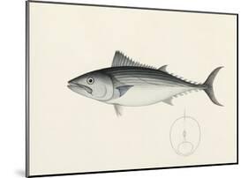 Fish Study in Blue and Grey-Oriental School -Mounted Premium Giclee Print