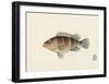 Fish Study in Brown and Orange-Oriental School -Framed Premium Giclee Print