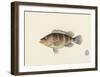 Fish Study in Brown and Orange-Oriental School -Framed Premium Giclee Print