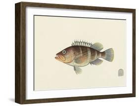 Fish Study in Brown and Orange-Oriental School -Framed Premium Giclee Print