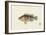 Fish Study in Brown and Orange-Oriental School -Framed Premium Giclee Print