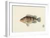 Fish Study in Brown and Orange-Oriental School -Framed Premium Giclee Print