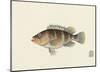 Fish Study in Brown and Orange-Oriental School -Mounted Premium Giclee Print