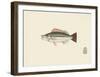 Fish Study in Green and Brown-Oriental School -Framed Premium Giclee Print