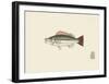 Fish Study in Green and Brown-Oriental School -Framed Premium Giclee Print