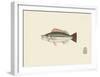 Fish Study in Green and Brown-Oriental School -Framed Premium Giclee Print