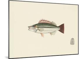 Fish Study in Green and Brown-Oriental School -Mounted Premium Giclee Print