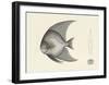 Fish Study in Grey-Oriental School -Framed Premium Giclee Print