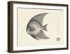 Fish Study in Grey-Oriental School -Framed Premium Giclee Print