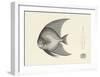 Fish Study in Grey-Oriental School -Framed Premium Giclee Print