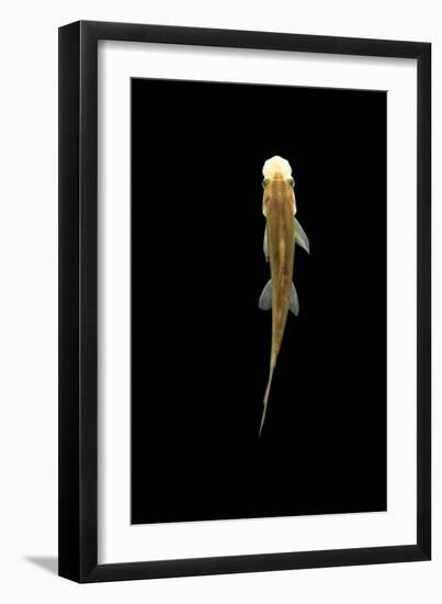 Fish, Sucking Loach, Chinese Algae Eater-null-Framed Premium Photographic Print