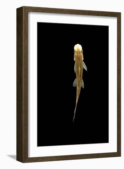 Fish, Sucking Loach, Chinese Algae Eater-null-Framed Photographic Print