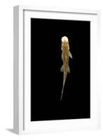 Fish, Sucking Loach, Chinese Algae Eater-null-Framed Photographic Print