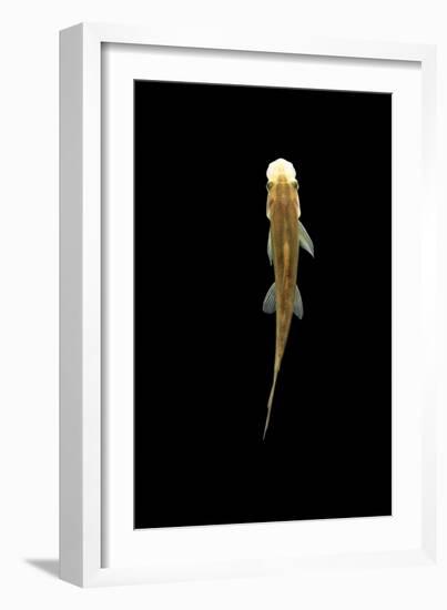 Fish, Sucking Loach, Chinese Algae Eater-null-Framed Photographic Print