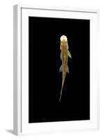 Fish, Sucking Loach, Chinese Algae Eater-null-Framed Photographic Print