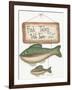 Fish Tales-Debbie McMaster-Framed Giclee Print