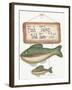 Fish Tales-Debbie McMaster-Framed Giclee Print