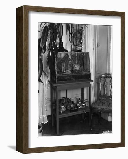 Fish Tank-null-Framed Photographic Print