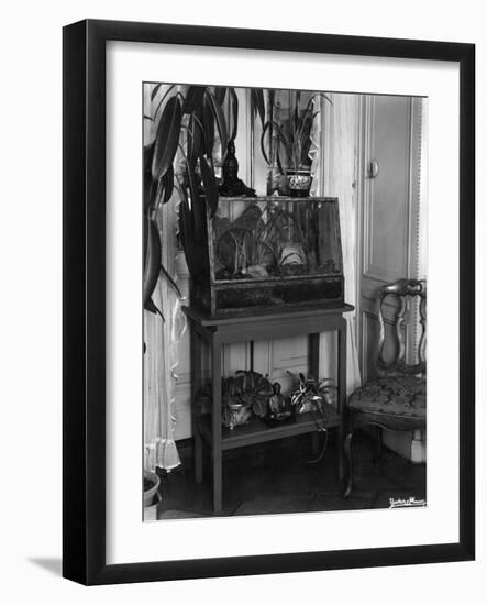 Fish Tank-null-Framed Photographic Print