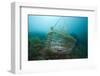 Fish Trap over a Coral Reef, Cap De Creus, Costa Brava, Spain-Reinhard Dirscherl-Framed Photographic Print