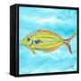 Fish Underwater I-Julie DeRice-Framed Stretched Canvas