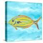 Fish Underwater I-Julie DeRice-Stretched Canvas