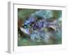 Fish With Green Eyes-RUNA-Framed Giclee Print