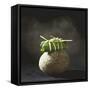 Fish Wrapped in a Leaf on a Stone-Pepe Nilsson-Framed Stretched Canvas