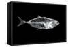 Fish X Ray-antpkr-Framed Stretched Canvas