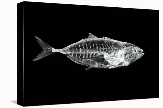 Fish X Ray-antpkr-Stretched Canvas