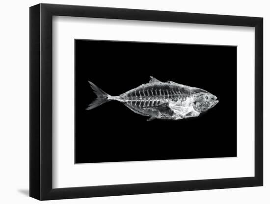 Fish X Ray-antpkr-Framed Photographic Print