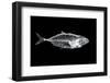 Fish X Ray-antpkr-Framed Photographic Print