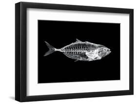 Fish X Ray-antpkr-Framed Photographic Print