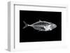 Fish X Ray-antpkr-Framed Photographic Print