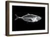 Fish X Ray-antpkr-Framed Photographic Print