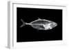 Fish X Ray-antpkr-Framed Photographic Print