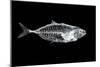Fish X Ray-antpkr-Mounted Photographic Print