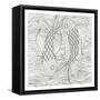 Fish Ying And Yang-Pam Varacek-Framed Stretched Canvas