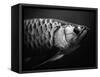 Fish-Henry Horenstein-Framed Stretched Canvas