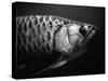 Fish-Henry Horenstein-Stretched Canvas