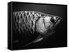 Fish-Henry Horenstein-Framed Stretched Canvas