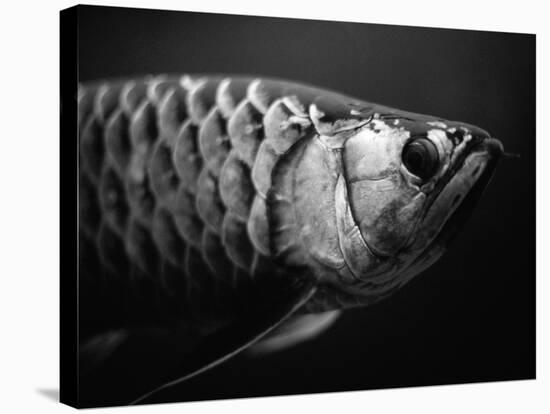 Fish-Henry Horenstein-Stretched Canvas