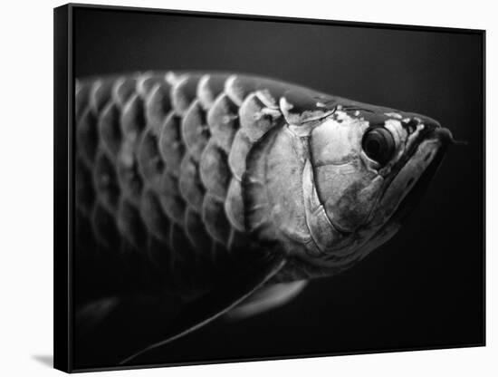 Fish-Henry Horenstein-Framed Stretched Canvas