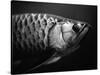 Fish-Henry Horenstein-Stretched Canvas