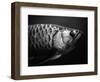 Fish-Henry Horenstein-Framed Premium Photographic Print