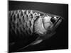 Fish-Henry Horenstein-Mounted Premium Photographic Print